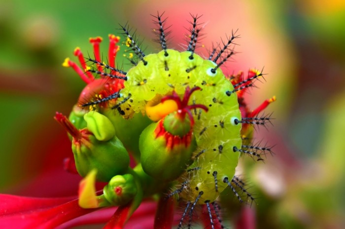 Gusenitsa e`kzoticheskiy tsvetok Caterpillar exotic flower 6000  4000 700x466 Гусеница, экзотический цветок   Caterpillar, exotic flower